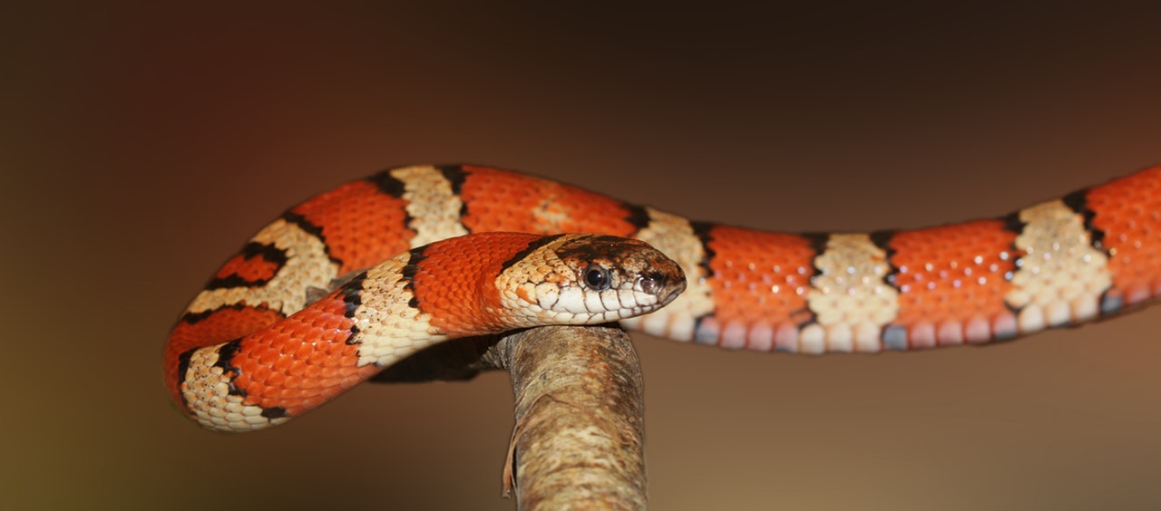 How to Avoid (and Treat) Snakebites While Out on a Hike 2
